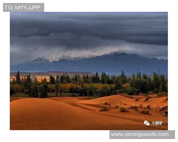 广州极限运动队的转型与革新探索：新挑战与新机遇的交汇点